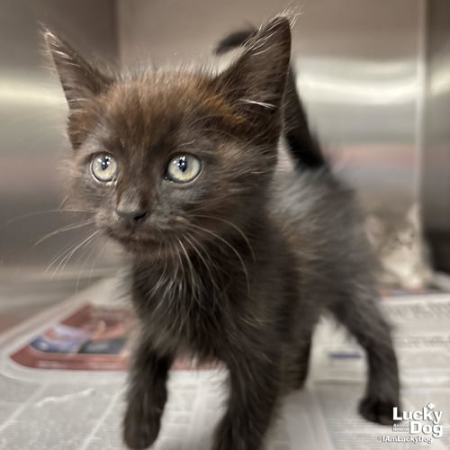 TREY - Domestic Short Hair available for adoption