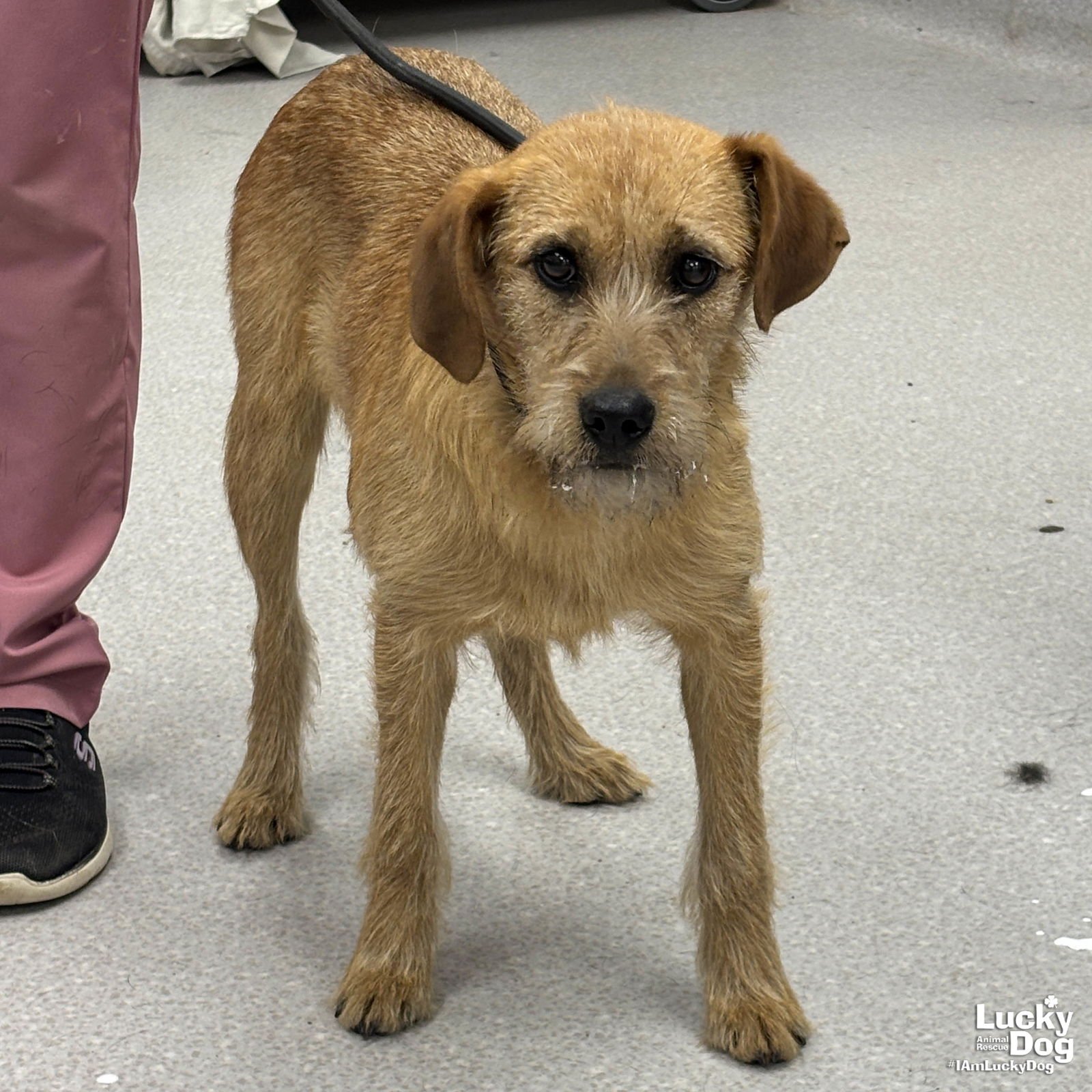 ZIPPY - Wirehaired Fox Terrier / Labrador Retriever available for adoption