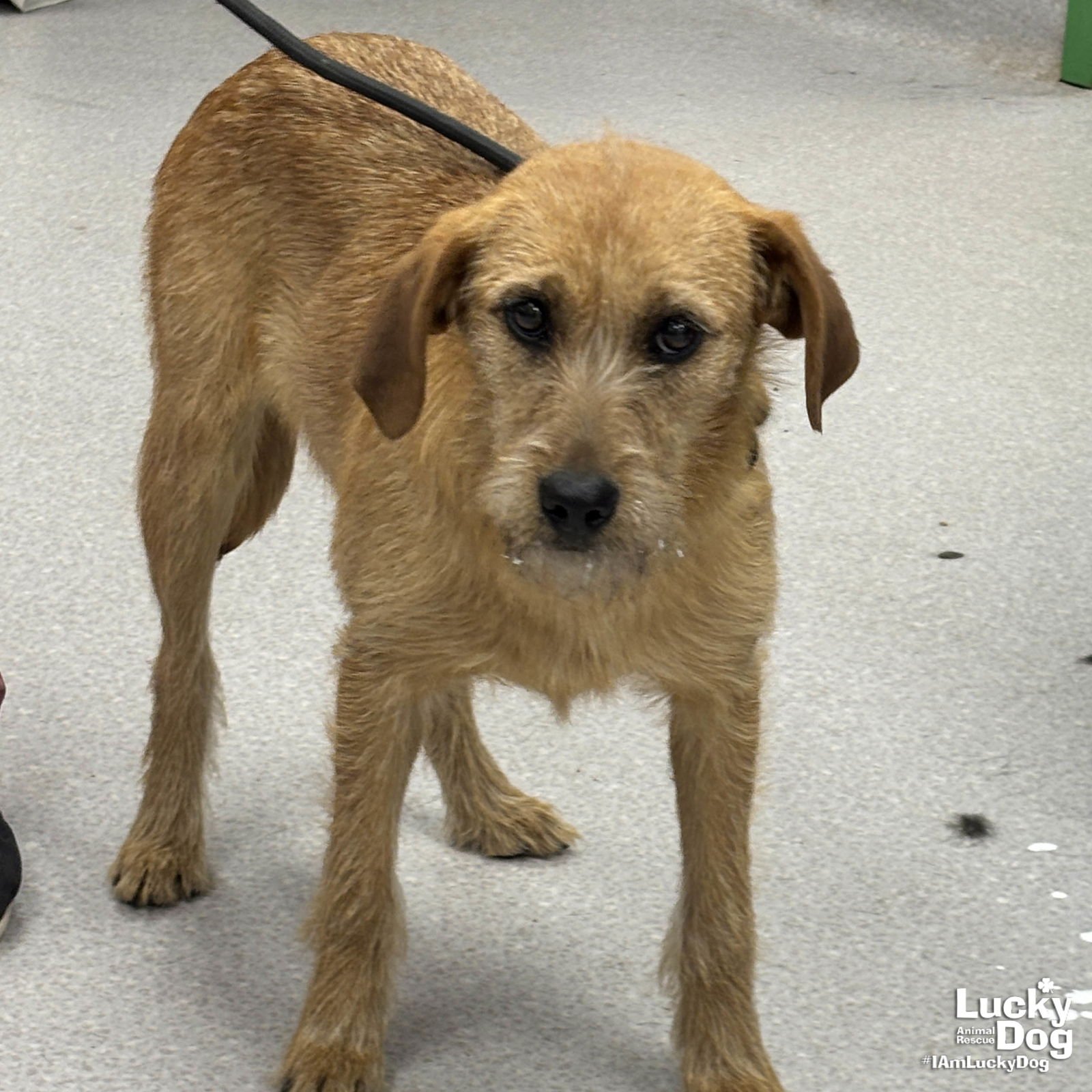 ZIPPY - Wirehaired Fox Terrier / Labrador Retriever available for adoption