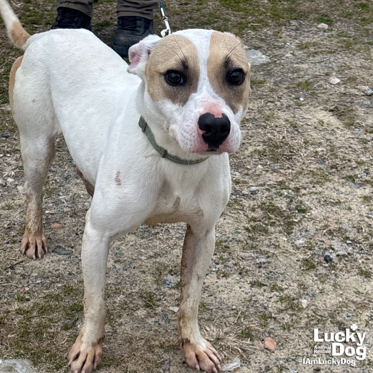 MANUEL - Jack Russell Terrier / Labrador Retriever available for adoption