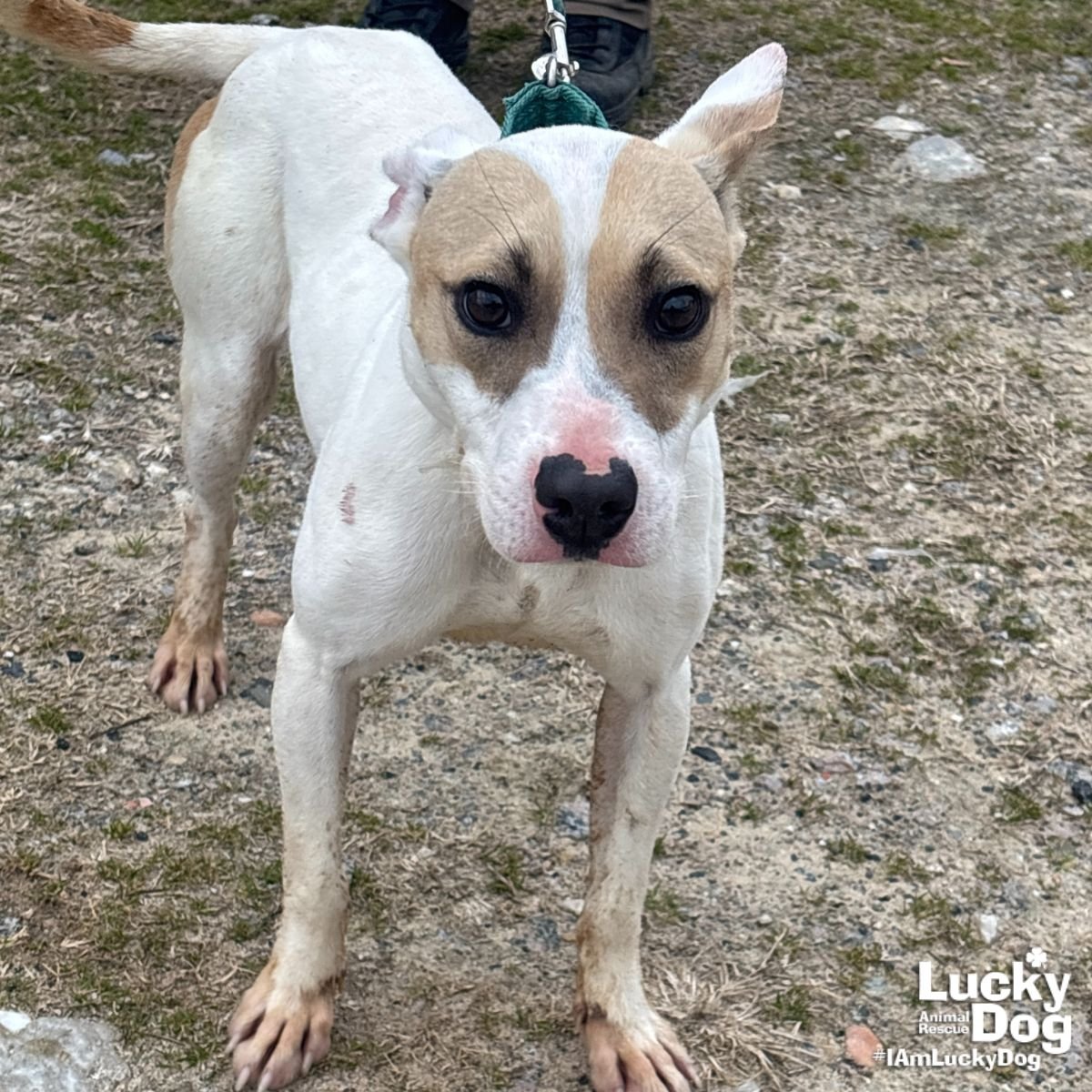 MANUEL - Jack Russell Terrier / Labrador Retriever available for adoption