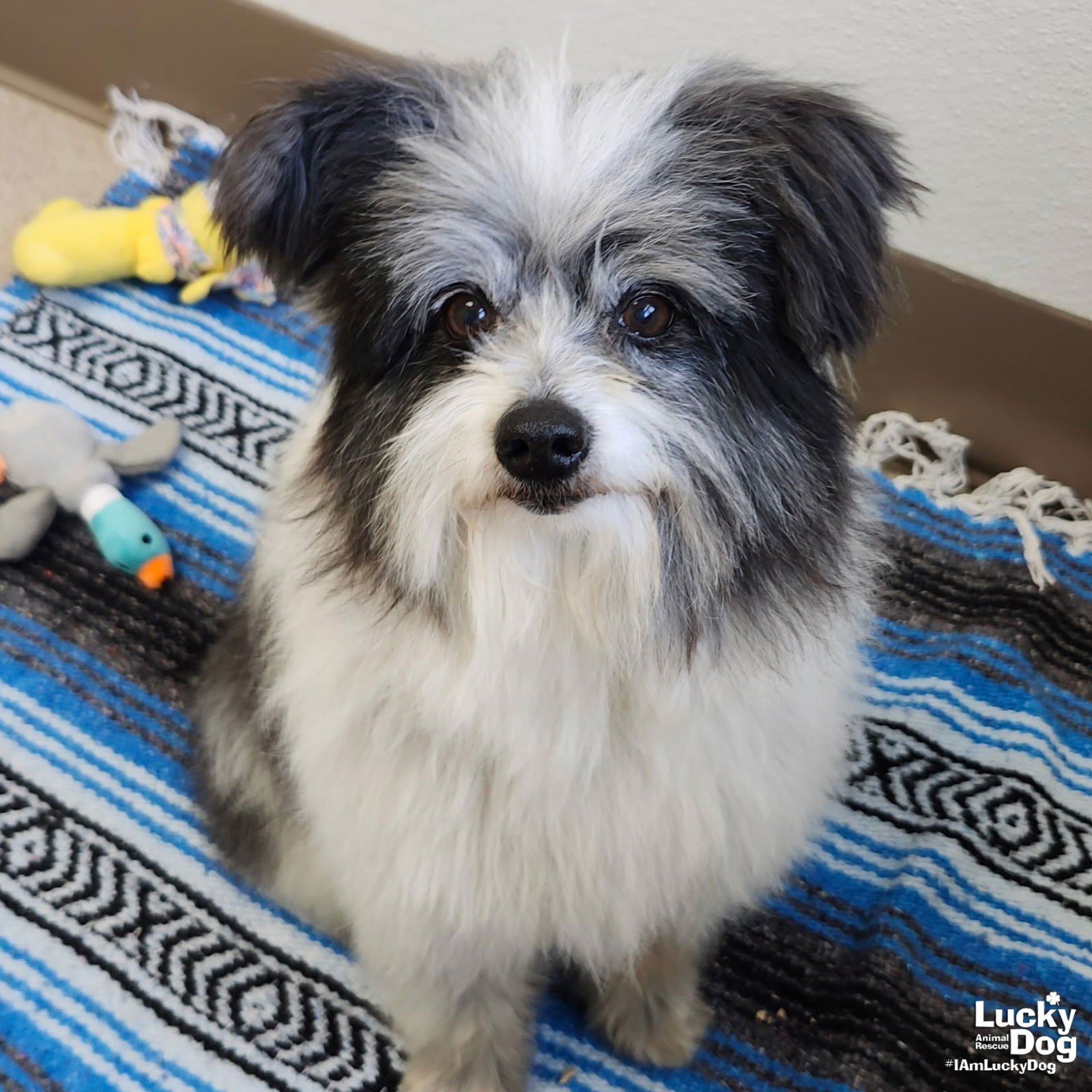 ORION - Maltese available for adoption