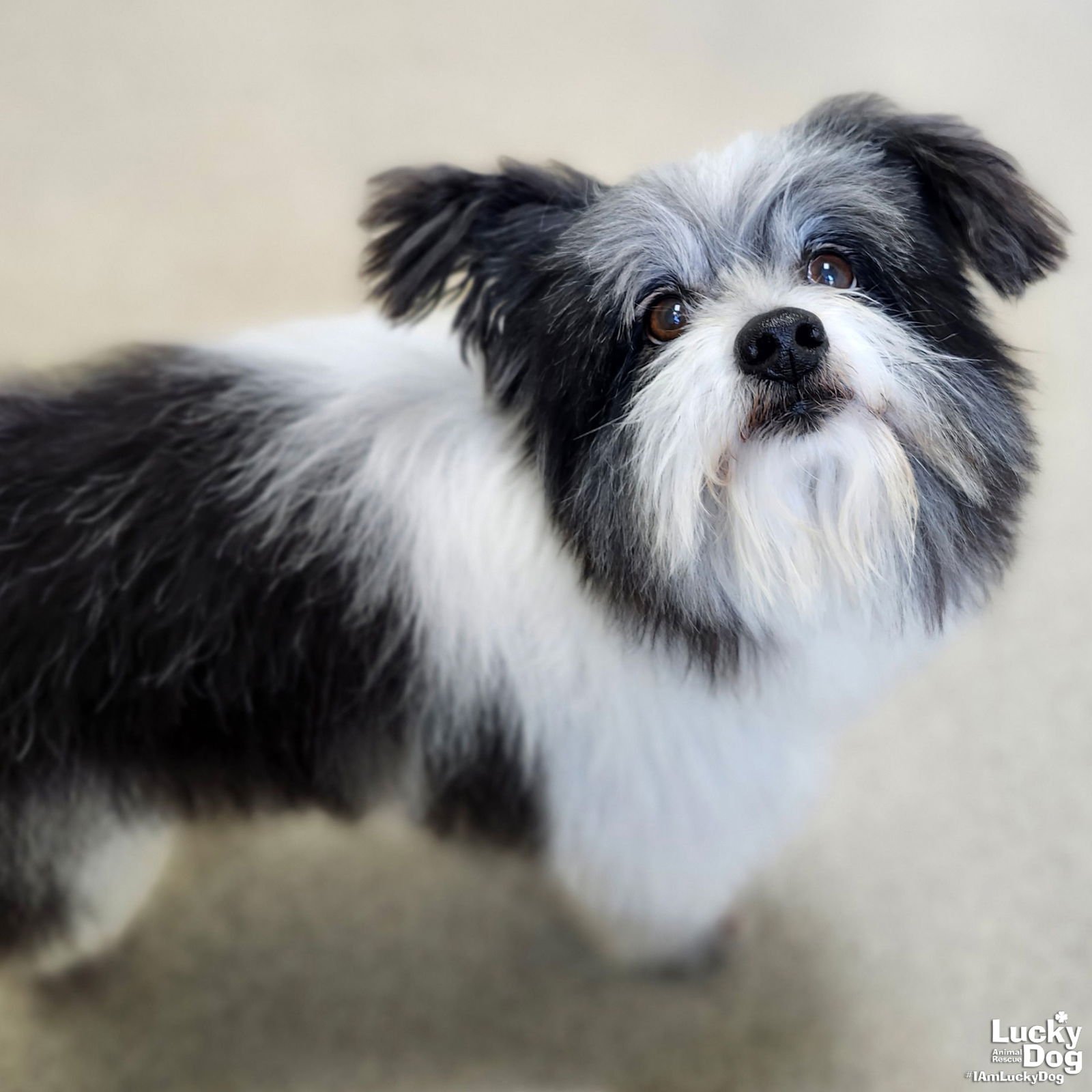 ORION - Maltese available for adoption