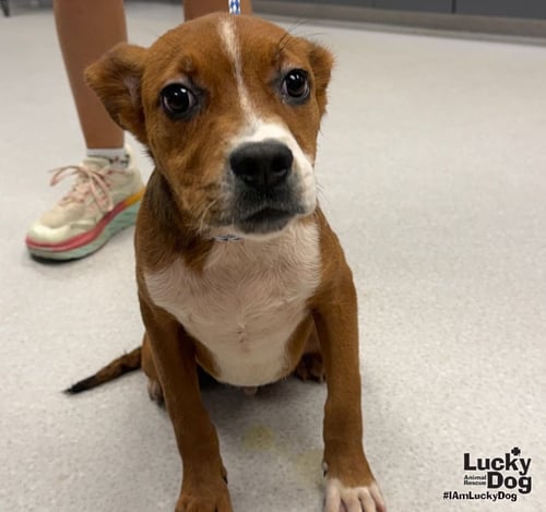 PHELPS - Labrador Retriever / Beagle available for adoption