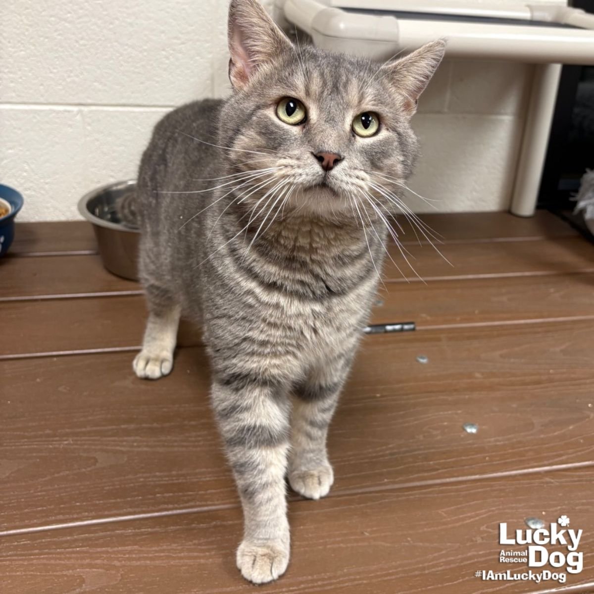 CHUNGUS - Domestic Short Hair / Tabby available for adoption