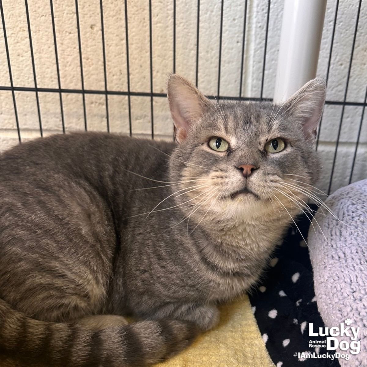 CHUNGUS - Domestic Short Hair / Tabby available for adoption
