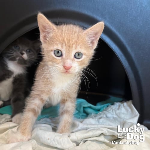 ORINDO - Domestic Short Hair available for adoption