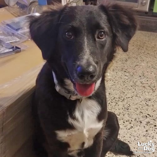 LADY LUNA - Border Collie available for adoption