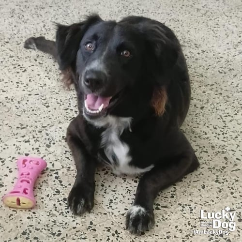 LADY LUNA - Border Collie available for adoption