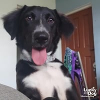 Lady Luna - Photo 3