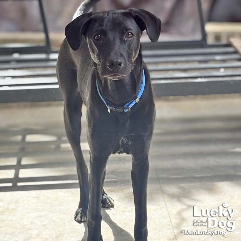 MILEE - Labrador Retriever / Retriever available for adoption