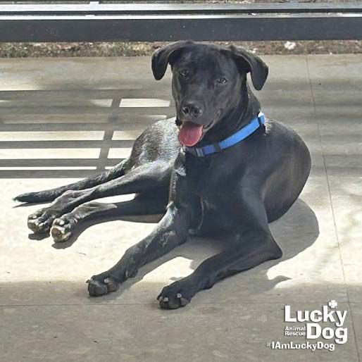 MILEE - Labrador Retriever / Retriever available for adoption