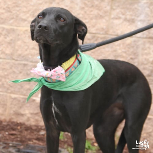 MILEE - Labrador Retriever / Retriever available for adoption
