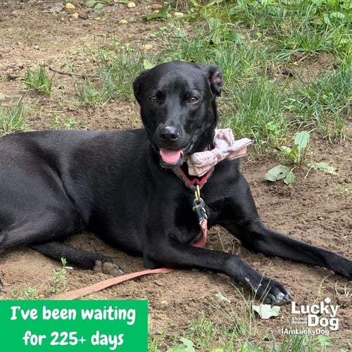 MILEE - Labrador Retriever / Retriever available for adoption