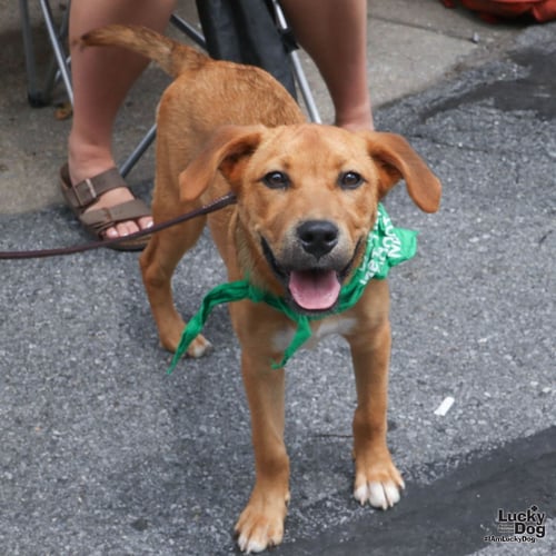 POSEY - Shepherd / Retriever available for adoption