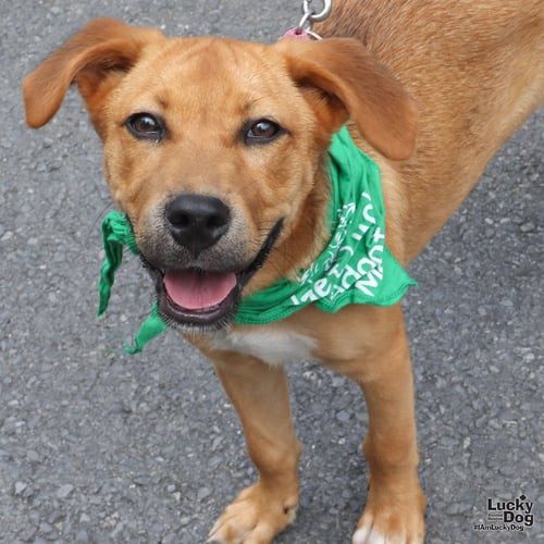 POSEY - Shepherd / Retriever available for adoption