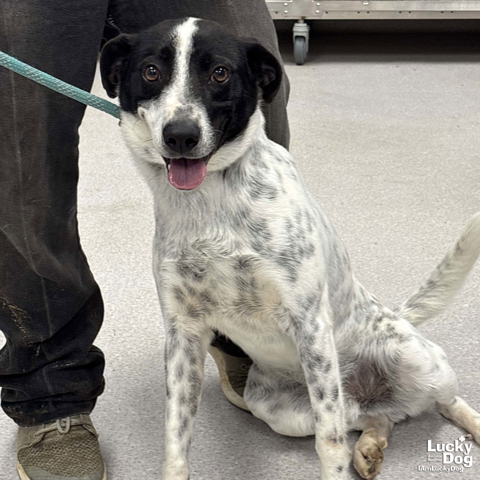 CASSIUS - Australian Cattle Dog/Blue Heeler available for adoption