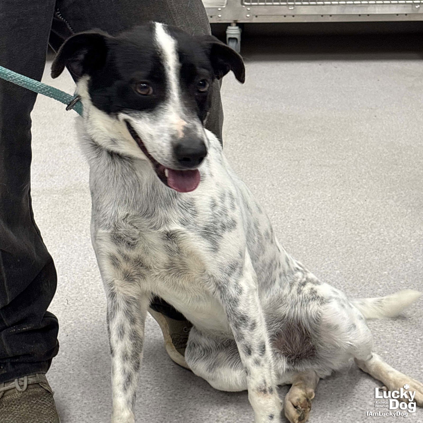 CASSIUS - Australian Cattle Dog/Blue Heeler available for adoption