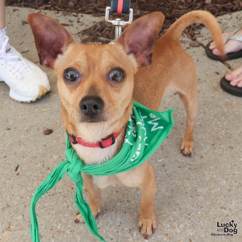 CHINO - Chihuahua available for adoption