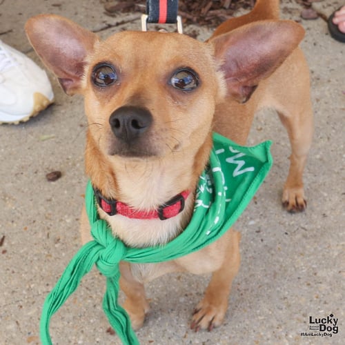 CHINO - Chihuahua available for adoption