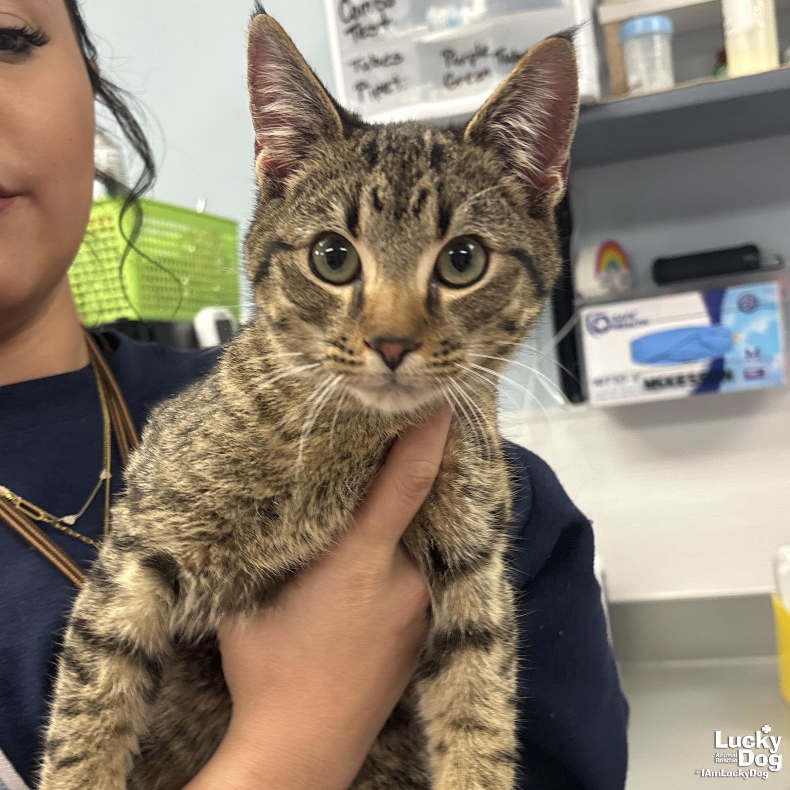 GUS - Domestic Short Hair / Tabby available for adoption