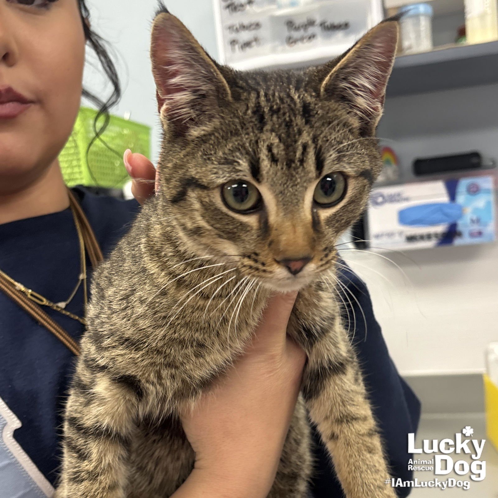 GUS - Domestic Short Hair / Tabby available for adoption