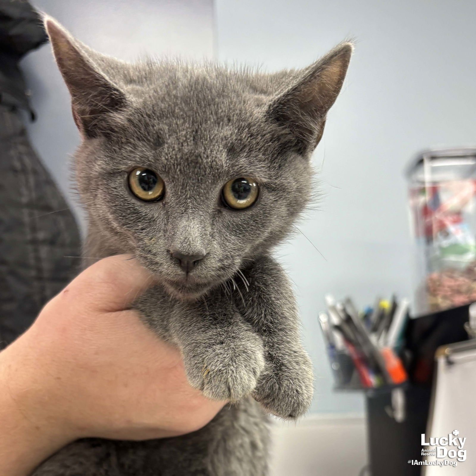 BING - Domestic Short Hair available for adoption