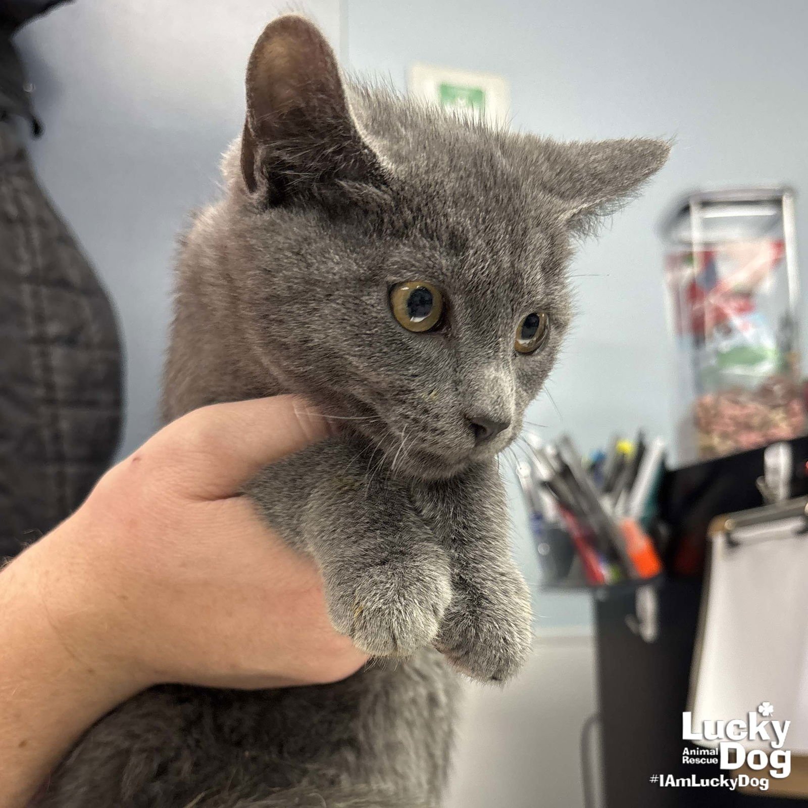 BING - Domestic Short Hair available for adoption