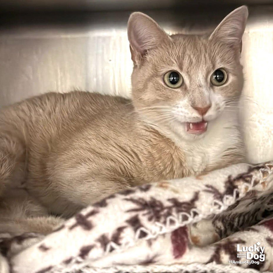 LADY - Domestic Short Hair available for adoption