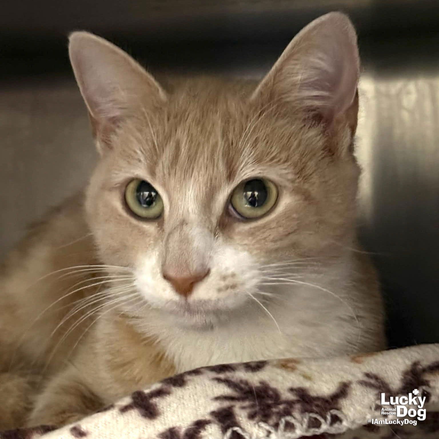 LADY - Domestic Short Hair available for adoption