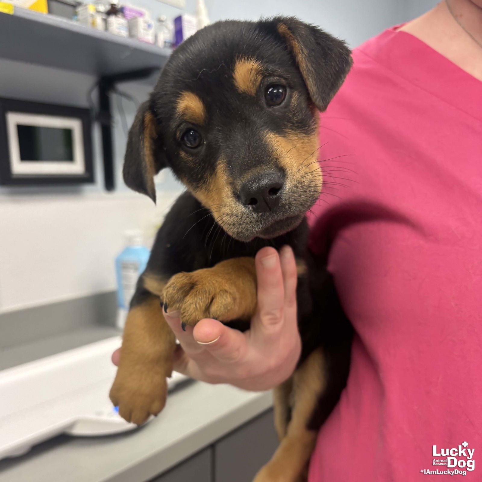 HEIDI - Shepherd / Labrador Retriever available for adoption