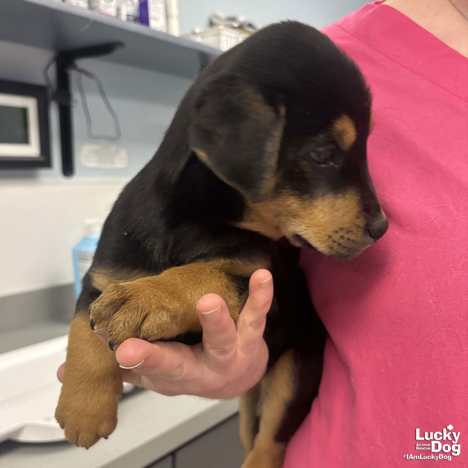 HEIDI - Shepherd / Labrador Retriever available for adoption