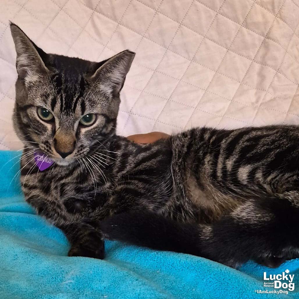 STANOS - Domestic Short Hair available for adoption