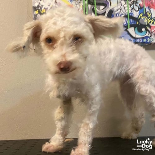 BIANCA - Poodle (Miniature) available for adoption