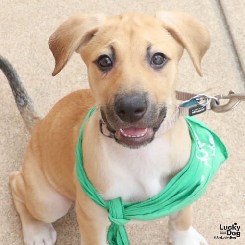 ANAKE - Australian Cattle Dog/Blue Heeler available for adoption