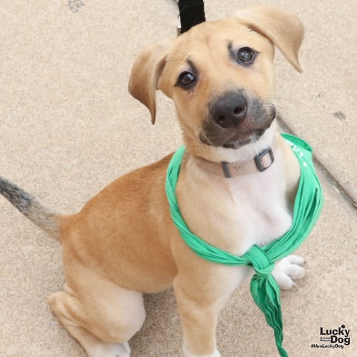 ANAKE - Australian Cattle Dog/Blue Heeler available for adoption