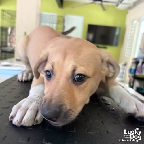 ANAKE - Australian Cattle Dog/Blue Heeler available for adoption