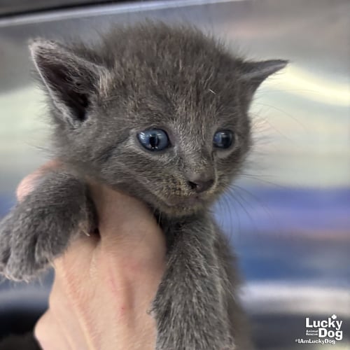 ANN - Domestic Short Hair available for adoption