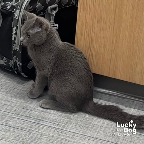 ANN - Domestic Short Hair available for adoption