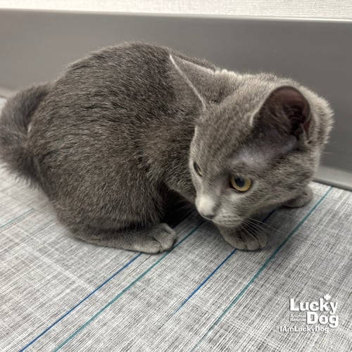 ANN - Domestic Short Hair available for adoption