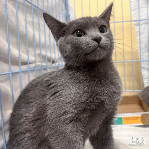 ANN - Domestic Short Hair available for adoption