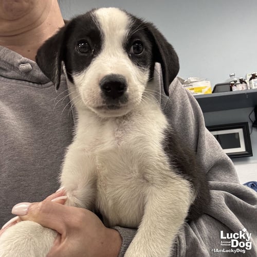 ARIZONA - Border Collie / Labrador Retriever available for adoption