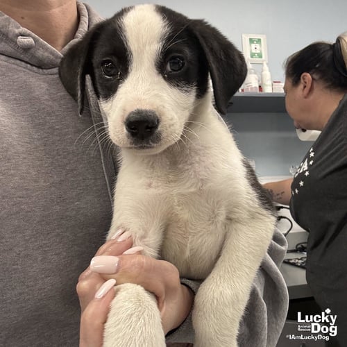 ARIZONA - Border Collie / Labrador Retriever available for adoption