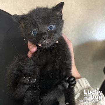CLARA - Domestic Short Hair available for adoption