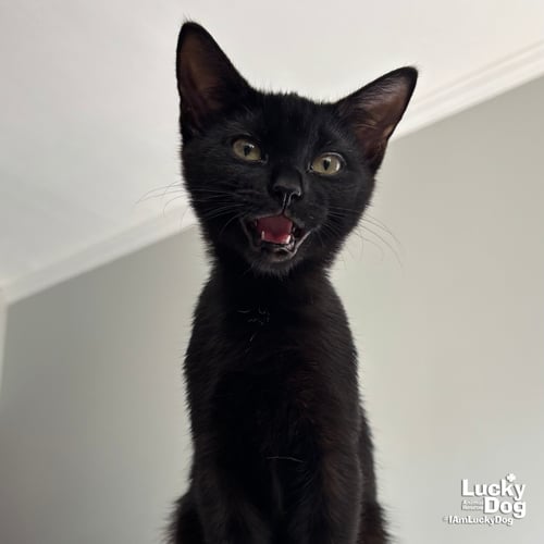 CLARA - Domestic Short Hair available for adoption