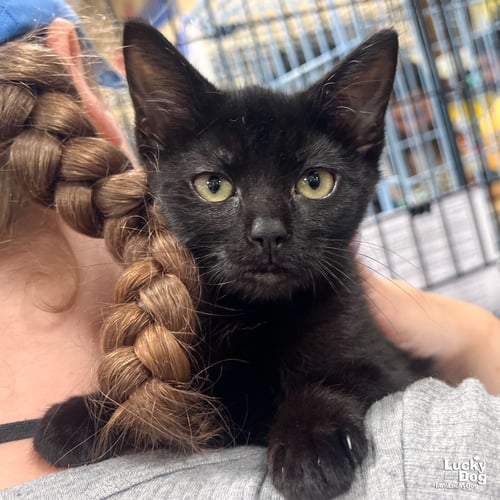 CLARA - Domestic Short Hair available for adoption