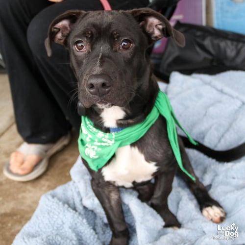 SCOOBY DOO - Dachshund / Terrier available for adoption
