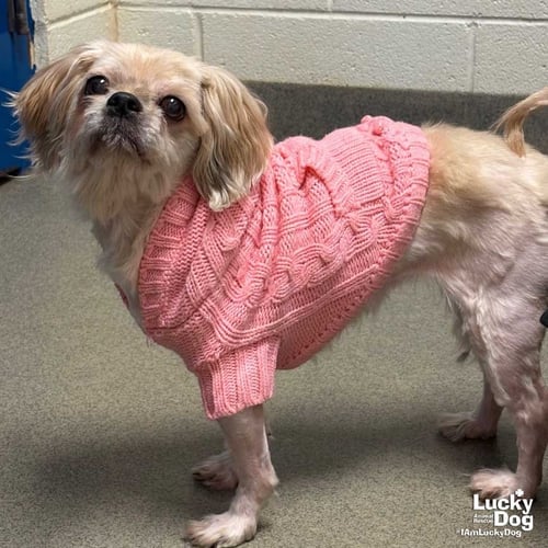 COFFEE CAKE - Pekingese / Yorkshire Terrier Yorkie available for adoption