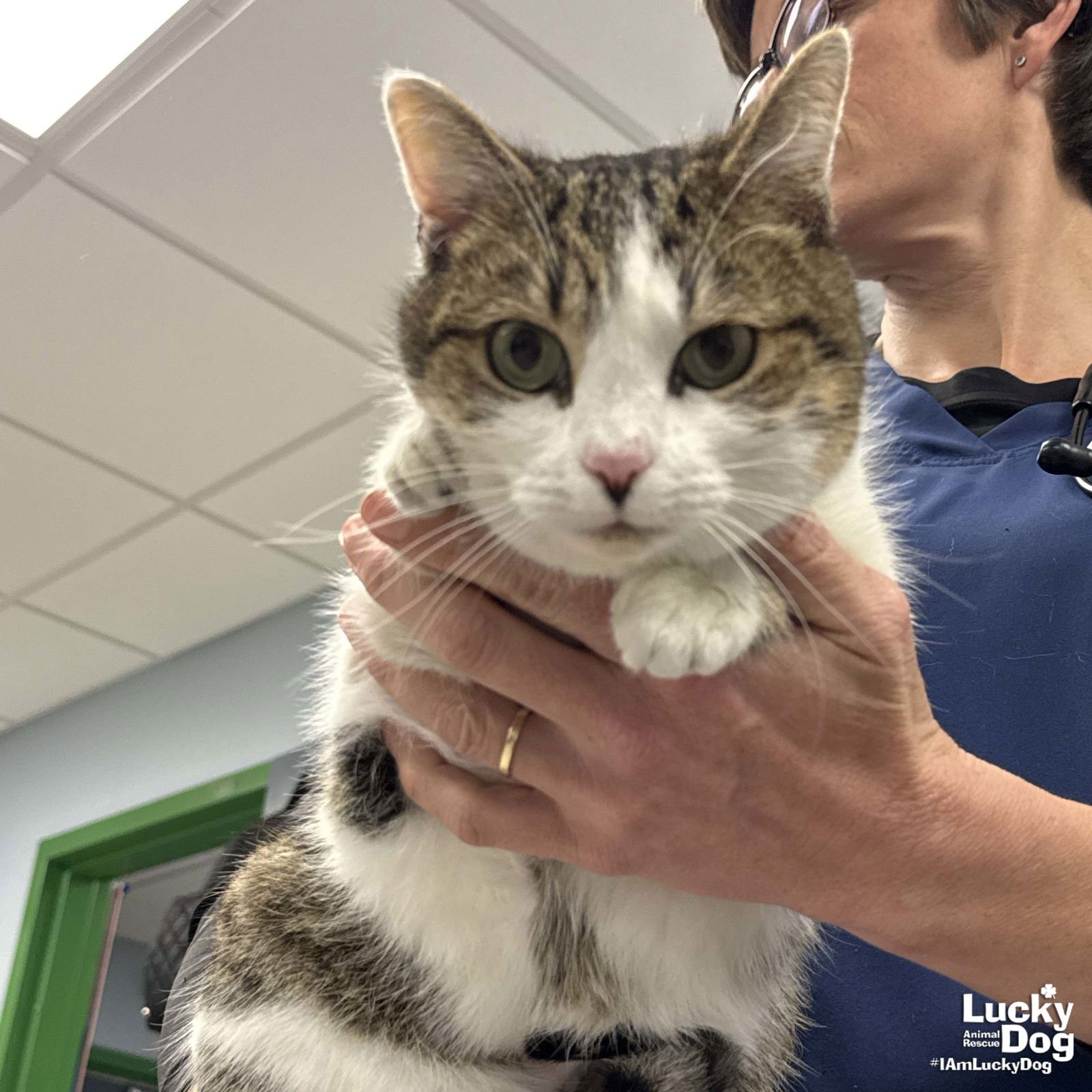 TUNA - Domestic Short Hair / Tabby available for adoption