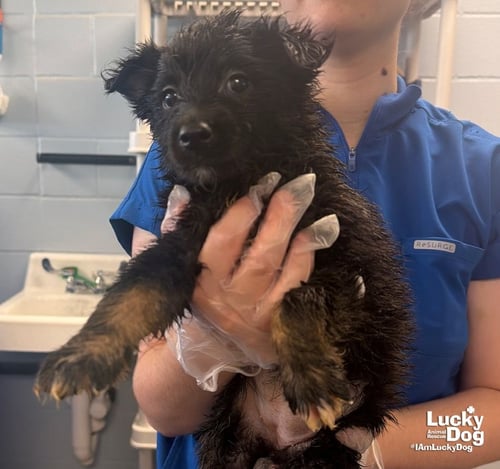 CLOVER - Shetland Sheepdog Sheltie / Shepherd available for adoption